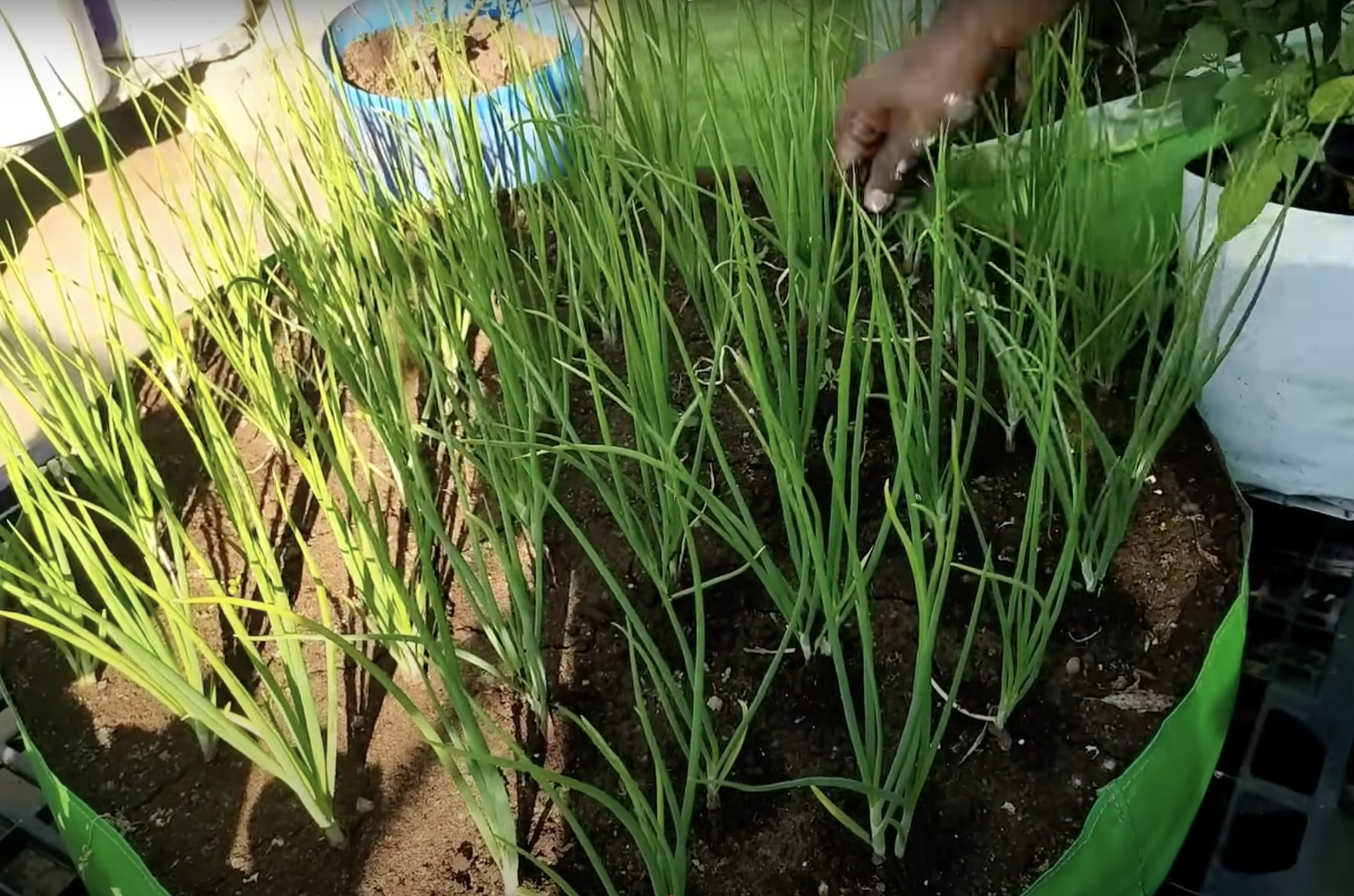 Sambhar Onions / சின்ன வெங்காயம் (Fictitious sample records/கற்பனையான மாதிரி பதிவுகள்)